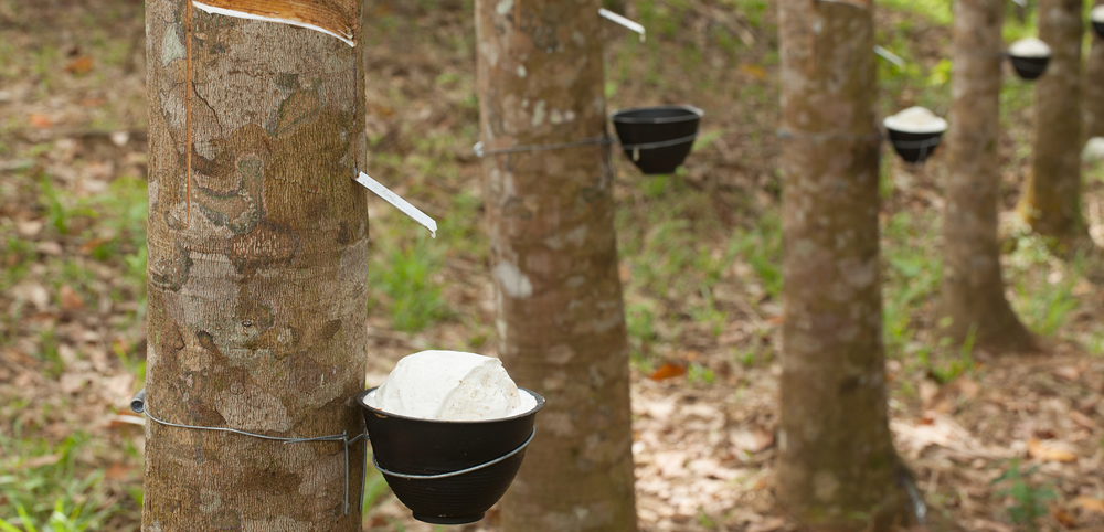 Malaysia's natural rubber production rises 16.3% in June