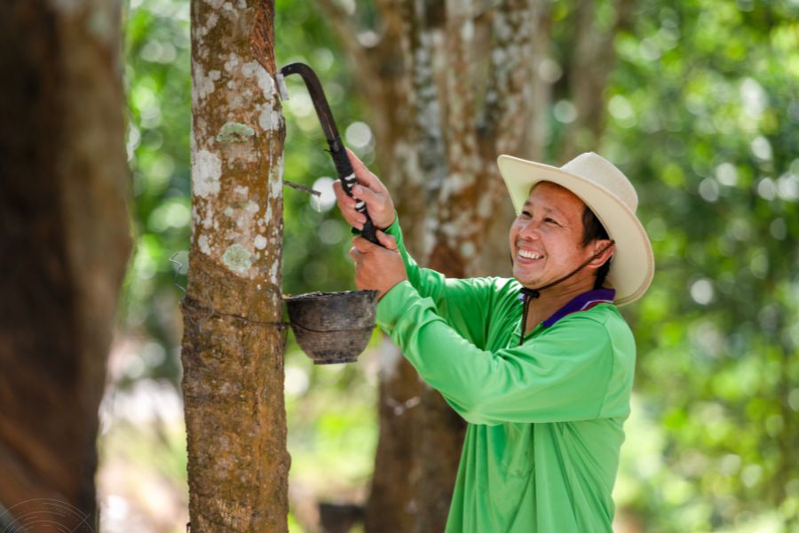 Cooperativas transformam extração de borracha em modelo sustentável no Acre Cooperativas transformam extração de borracha em modelo sustentável no Acre
