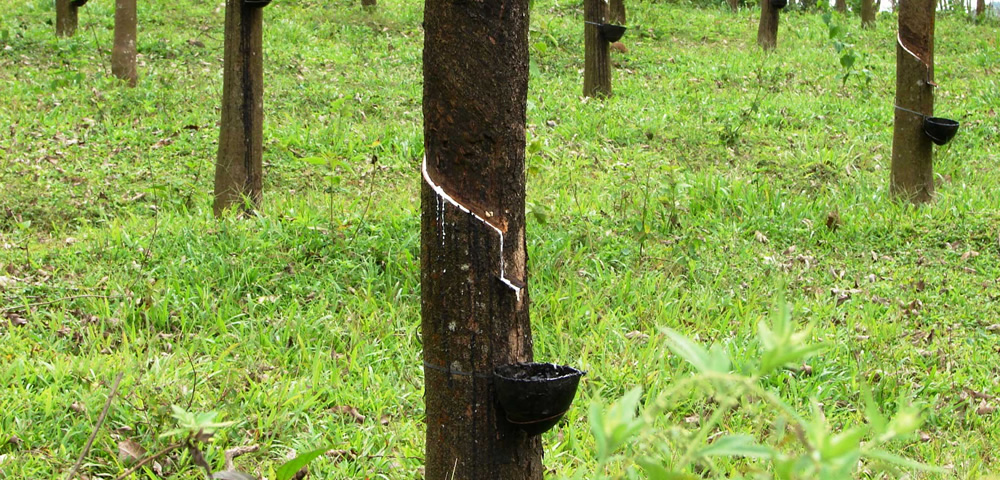 China investing in Sri Lanka’s plantations, focus on rubber development China investing in Sri Lanka’s plantations, focus on rubber development