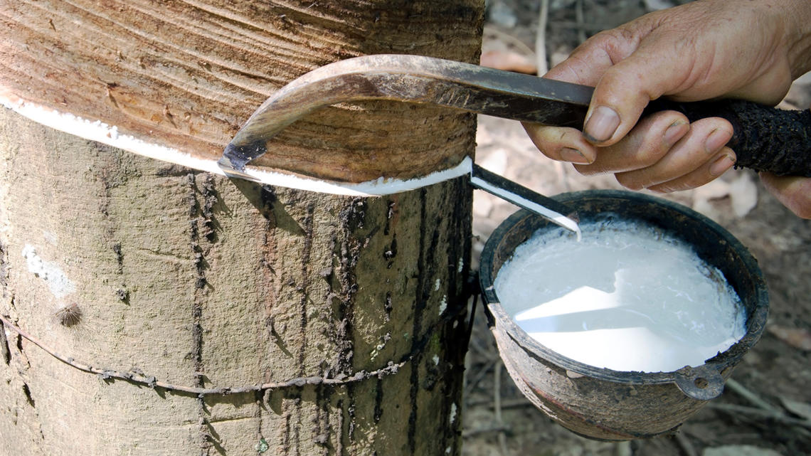 Stakeholders launch global platform for sustainable natural rubber