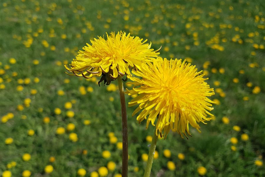 A próxima geração da borracha natural pode não vir apenas das seringueiras 