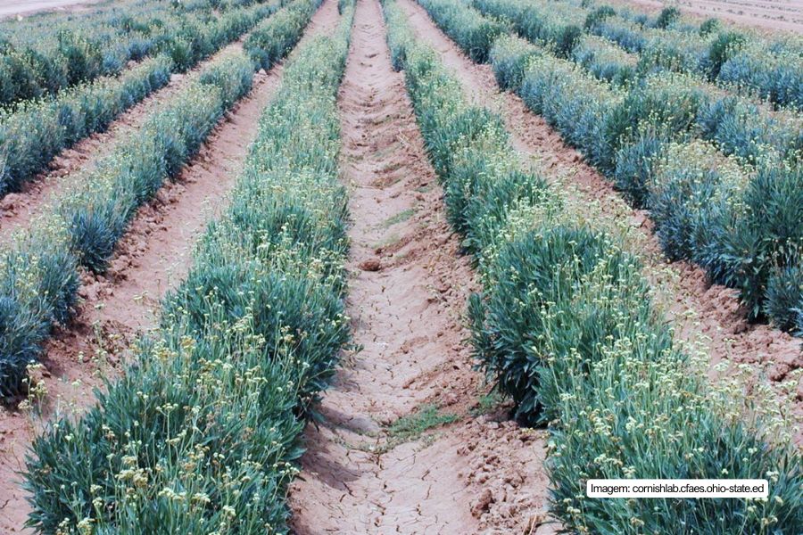 Estudo sobre o guayule aponta caminhos para a produção sustentável de borracha na indústria