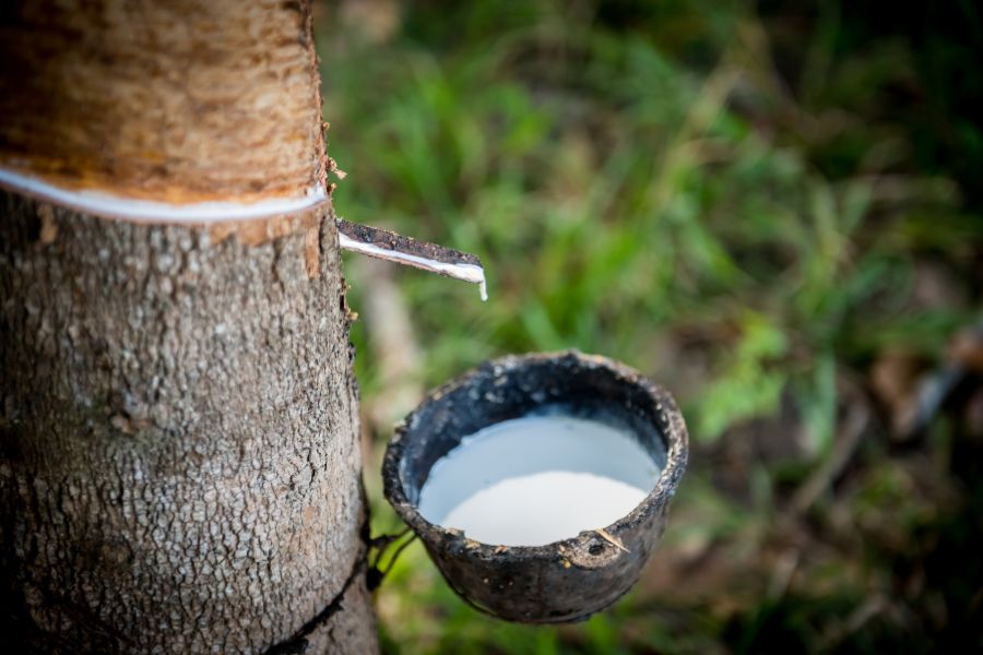 Governo libera R$ 22,2 milhões para apoiar escoamento da borracha natural
