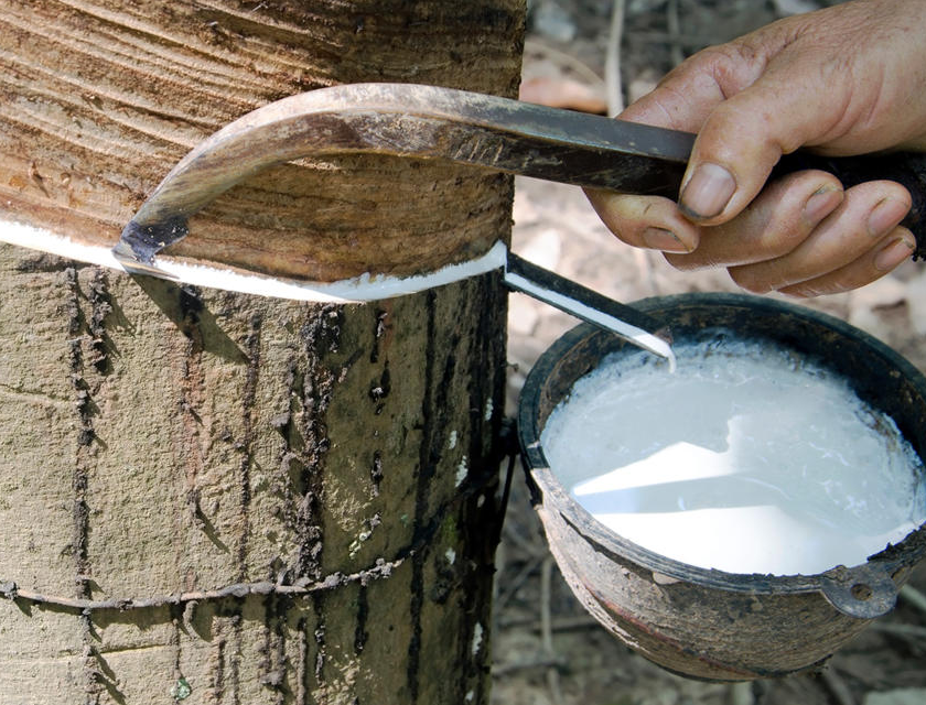 The price of natural rubber is getting higher in Malaysia The price of natural rubber is getting higher in Malaysia