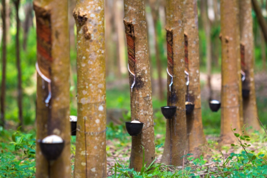 Novas aplicações mostram caminhos para agregar valor à cadeia da borracha natural 
