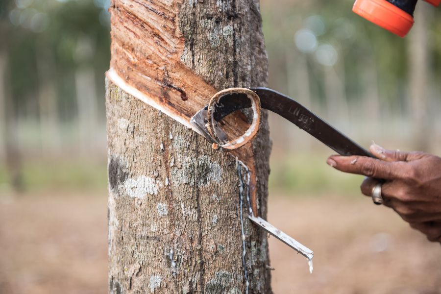 Setor de pneus amplia investimento em produção de borracha nativa da Amazônia